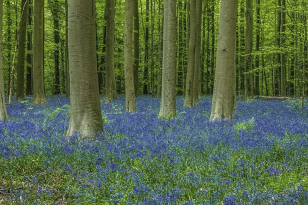 Belgium, Brussels. Hallerbos National Forest with spring bluebells