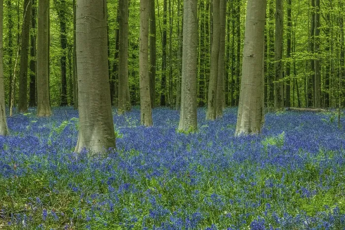 Framed Print : Belgium, Brussels. Hallerbos National Forest with spring bluebells Framed Print : Belgium, Brussels. Hallerbos National Forest with spring bluebells