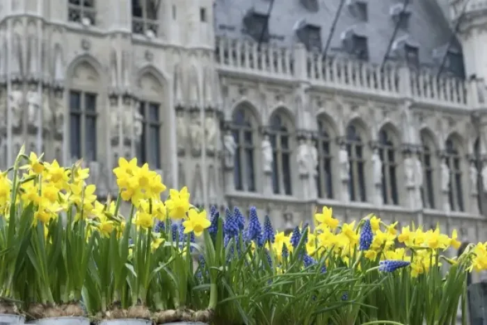 Framed Print : Belgium, Flanders, Brussels, flowers in Grand Place, town hall