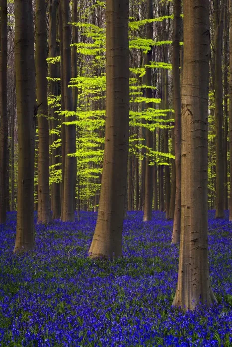 Framed Print : Belgium. Hallerbos Forest with trees and bluebells Framed Print : Belgium. Hallerbos Forest with trees and bluebells