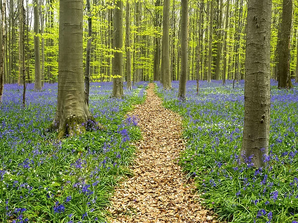 Belgium. Path through the Blue Forest