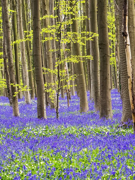 Belgium. Spring in the Blue Forest