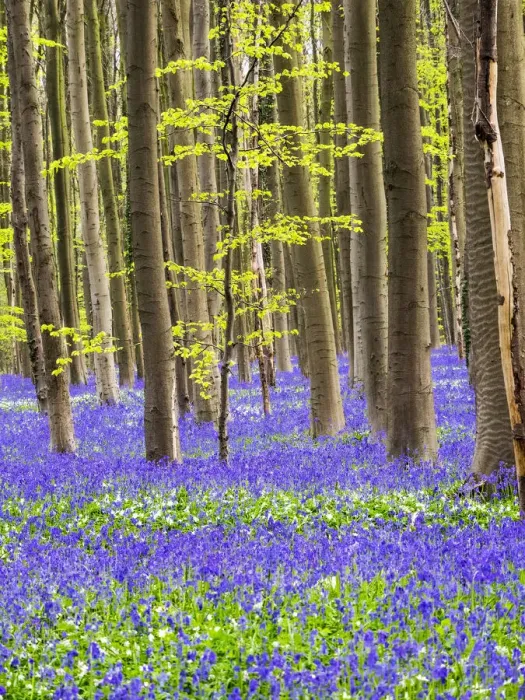 Framed Print : Belgium. Spring in the Blue Forest Framed Print : Belgium. Spring in the Blue Forest