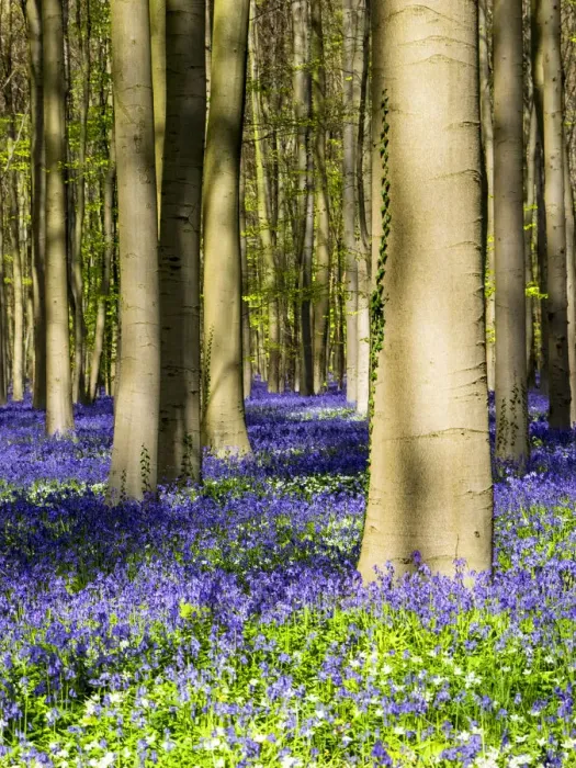 Framed Print : Belgium. Spring in the Blue Forest Framed Print : Belgium. Spring in the Blue Forest