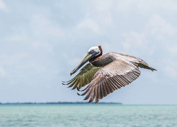 Belize, Ambergris Caye. Adult Brown Pelican flies over the Caribbean Sea