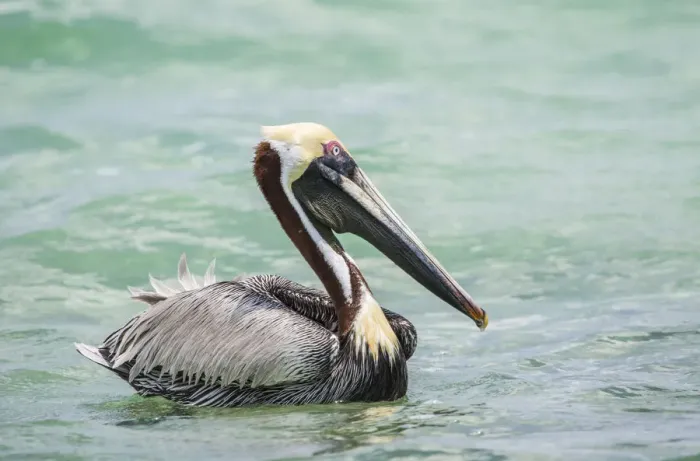 Framed Print : Belize, Ambergris Caye. Adult Brown Pelican floats on the Caribbean Sea Framed Print : Belize, Ambergris Caye. Adult Brown Pelican floats on the Caribbean Sea