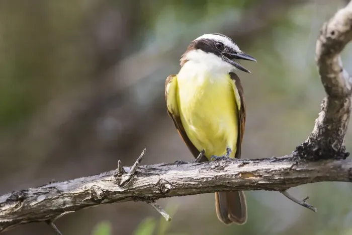 Framed Print : Belize, Ambergris Caye. Great Kiskadee calls from a perch Framed Print : Belize, Ambergris Caye. Great Kiskadee calls from a perch