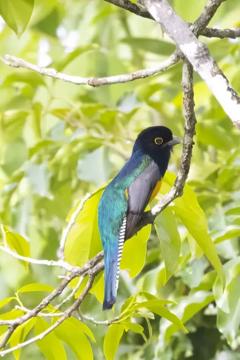 Framed Print : Belize, Central America. Gartered Trogon with iridescent bluish back Framed Print : Belize, Central America. Gartered Trogon with iridescent bluish back