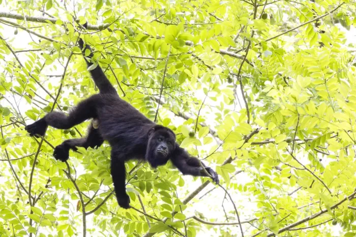 Framed Print : Belize, Central America. Howler Monkey. Their howling can travel up to 5 km in the dense