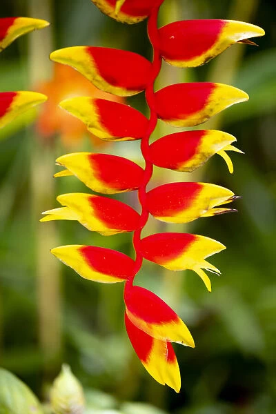Belize, Central America. Orange and red parrots beak flower