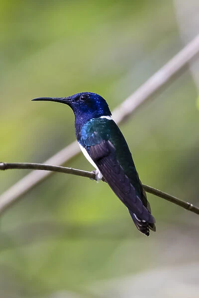 Belize, Central America. White-necked Jacobin. Feeding at Chan Chick Ecolodge