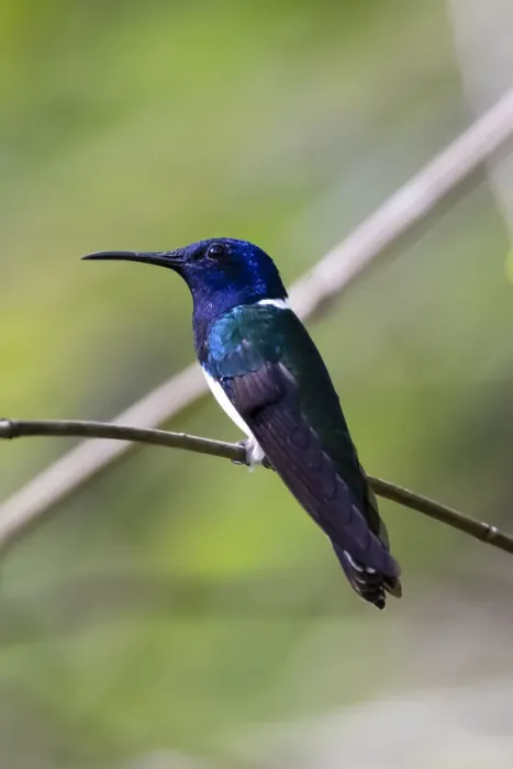 Framed Print : Belize, Central America. White-necked Jacobin. Feeding at Chan Chick Ecolodge Framed Print : Belize, Central America. White-necked Jacobin. Feeding at Chan Chick Ecolodge