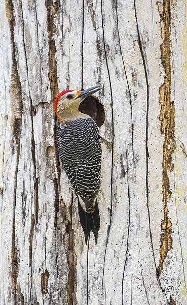 Belize, Crooked Tree Wildlife Sanctuary. Golden-fronted Woodpecker sitting at the