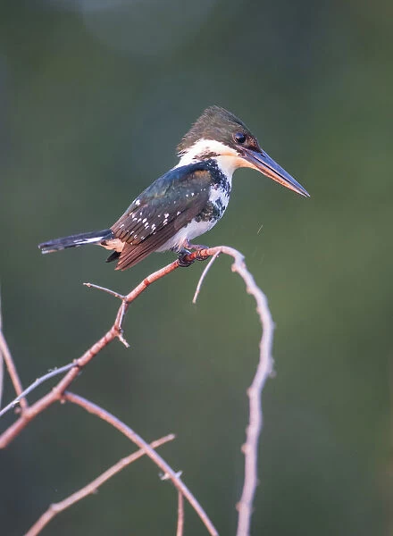 Belize, Crooked Tree Wildlife Sanctuary. Little Green Kingfisher perching on a limb