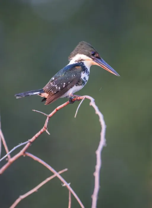 Framed Print : Belize, Crooked Tree Wildlife Sanctuary. Little Green Kingfisher perching on a limb Framed Print : Belize, Crooked Tree Wildlife Sanctuary. Little Green Kingfisher perching on a limb