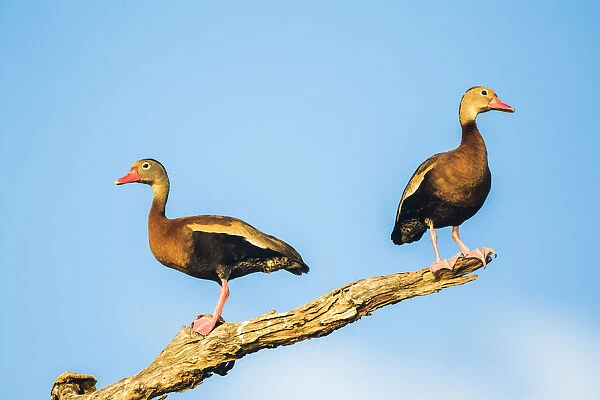Belize, Crooked Tree Wildlife Sanctuary. Two Black-bellied Tree Ducks perch on a snag
