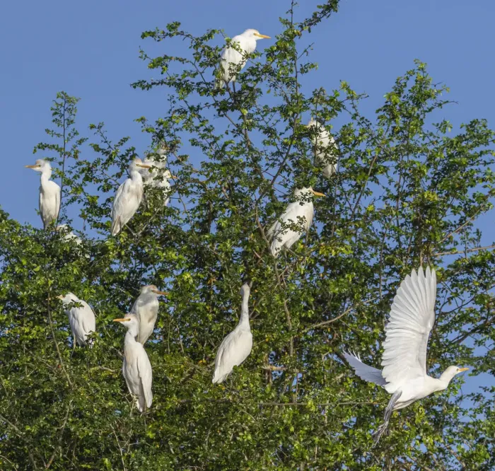 Framed Print : Belize, Crooked Tree Wildlife Sanctuary, Cattle Egrets (Bubulcus ibis)