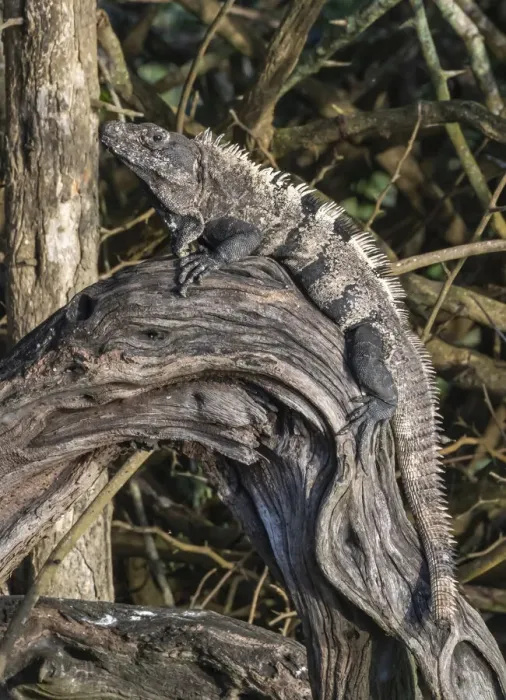 Framed Print : Belize, Crooked Tree Wildlife Sanctuary, Black spiny-tailed iguana (Ctenosaura similis}