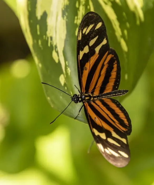 Framed Print : Belize, Green Hills Butterfly Ranch, Cayo, Tiger Heliconian (Heliconius ismenius Framed Print : Belize, Green Hills Butterfly Ranch, Cayo, Tiger Heliconian (Heliconius ismenius