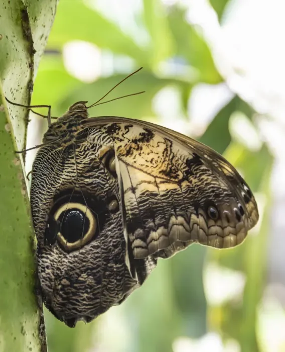 Framed Print : Belize, Green Hills Butterfly Ranch, Owl butterfly (Caligo martia) Framed Print : Belize, Green Hills Butterfly Ranch, Owl butterfly (Caligo martia)