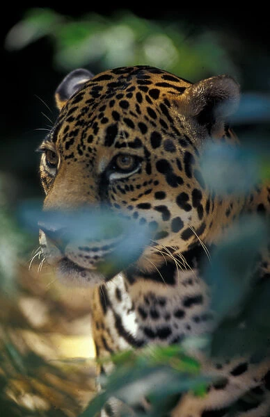 05. Belize. Jaguar at the Cockscomb Basin Jaguar Preserve