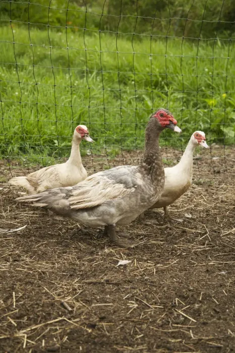 Framed Print : Bellevue, Washington State, USA. Male and two female domestic Muscovy ducks, also Framed Print : Bellevue, Washington State, USA. Male and two female domestic Muscovy ducks, also