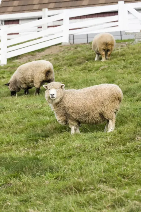 Framed Print : Bellevue, Washington State, USA. Coopworth and Romney Southdown crossbreed sheep in pasture