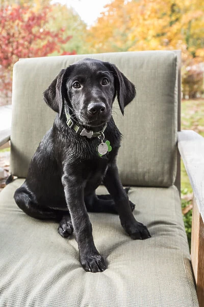 Bellevue, Washington State, USA. Three month old black Labrador Retriever puppy posing
