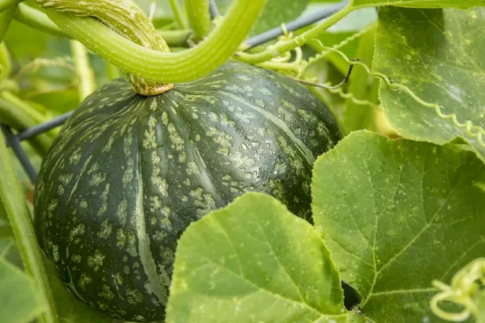 Framed Print : Bellevue, Washington State, USA. Discus Bush Buttercup Squash growing Framed Print : Bellevue, Washington State, USA. Discus Bush Buttercup Squash growing