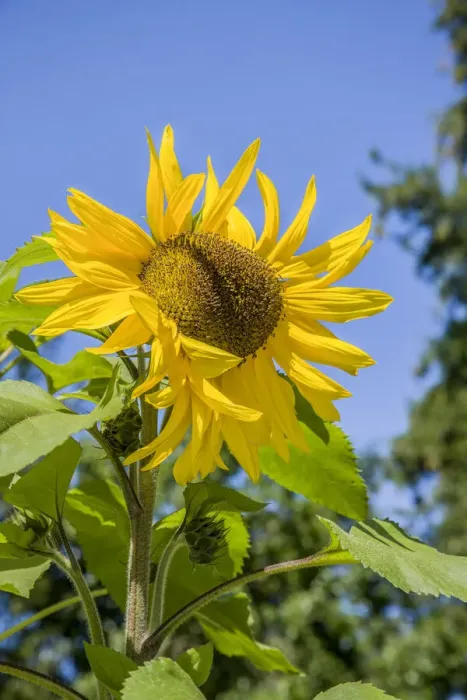 Framed Print : Bellevue, Washington State, USA. Sunflower plant on a sunny day Framed Print : Bellevue, Washington State, USA. Sunflower plant on a sunny day
