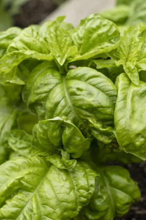 Framed Print : Bellevue, Washington State, USA. Mammoth Sweet Basil plant