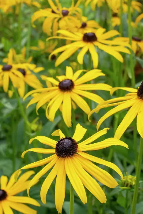 Framed Print : Bellevue, Washington State, USA. Goldstrum Black-eyed Susan flowers Framed Print : Bellevue, Washington State, USA. Goldstrum Black-eyed Susan flowers