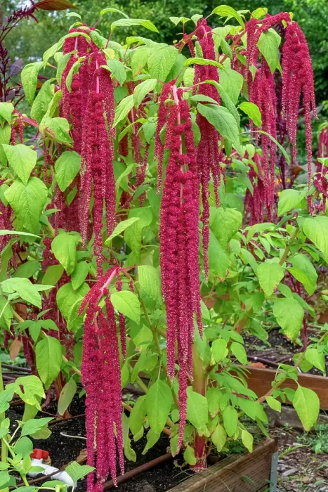 Framed Print : Bellevue, Washington State, USA. Decorative amaranth plant in bloom Framed Print : Bellevue, Washington State, USA. Decorative amaranth plant in bloom