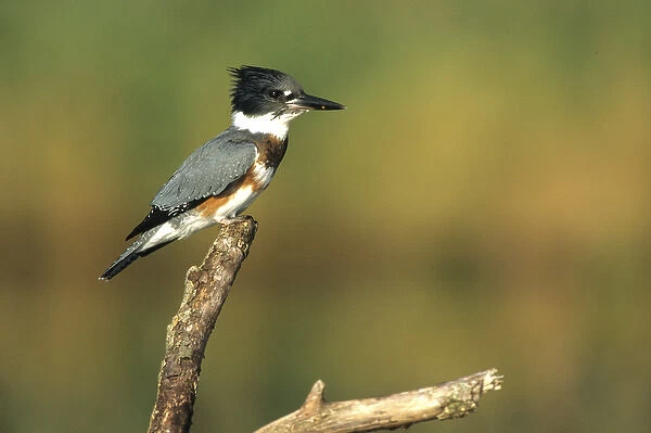 Belted Kingfisher (Ceryle alcyon) female on log in wetland, Marion Co, Illinois