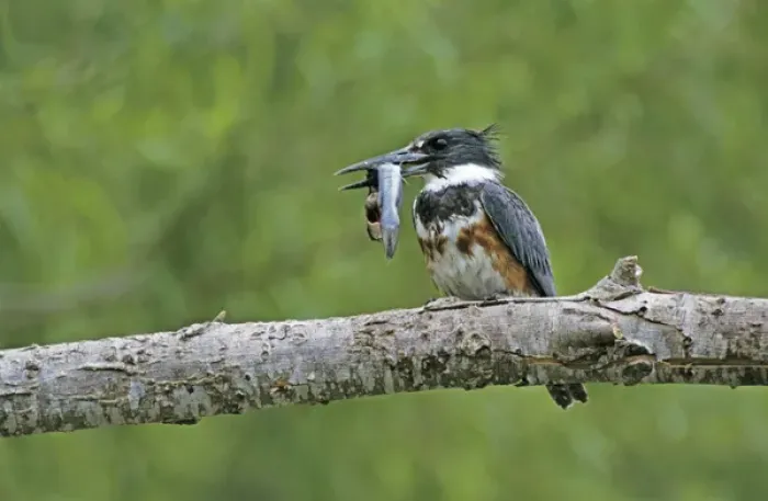 Framed Print : Belted Kingfisher, Megaceryle alcyon, young with Catfish, Starr County, Rio Grande Valley Framed Print : Belted Kingfisher, Megaceryle alcyon, young with Catfish, Starr County, Rio Grande Valley