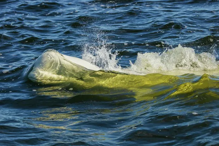 Framed Print : Beluga whale comes up for a breath in Hudson Bay, Manitoba Framed Print : Beluga whale comes up for a breath in Hudson Bay, Manitoba