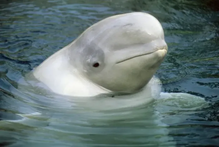 Framed Print : Beluga Whale, (Delphinapterus leucas), Captive beluga whale poking head from water