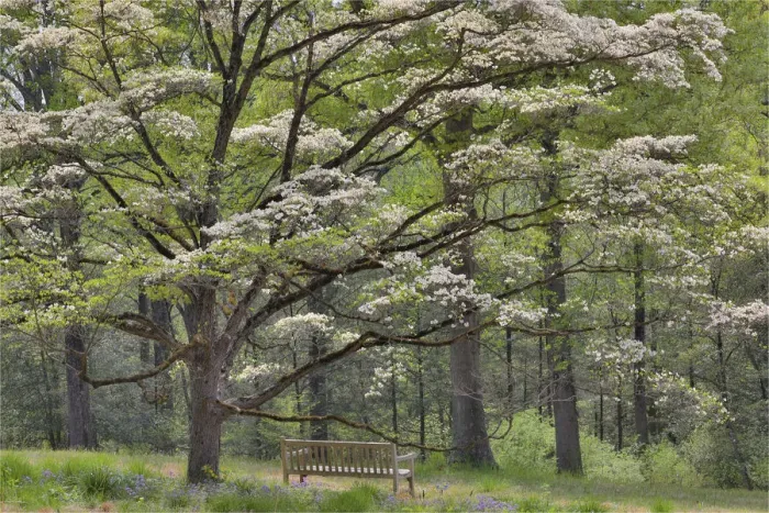Framed Print : Bench under blooming white dogwood amongst the hardwood tree. Mt. Cuba Center, Hockessin