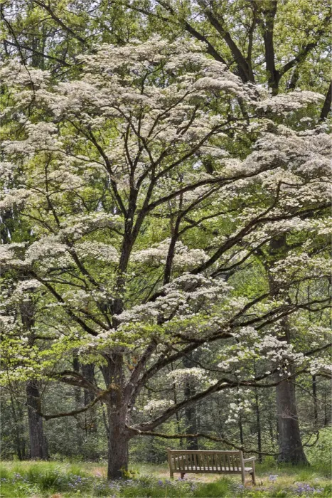Framed Print : Bench under blooming white dogwood amongst the hardwood tree. Mt. Cuba Center, Hockessin Framed Print : Bench under blooming white dogwood amongst the hardwood tree. Mt. Cuba Center, Hockessin