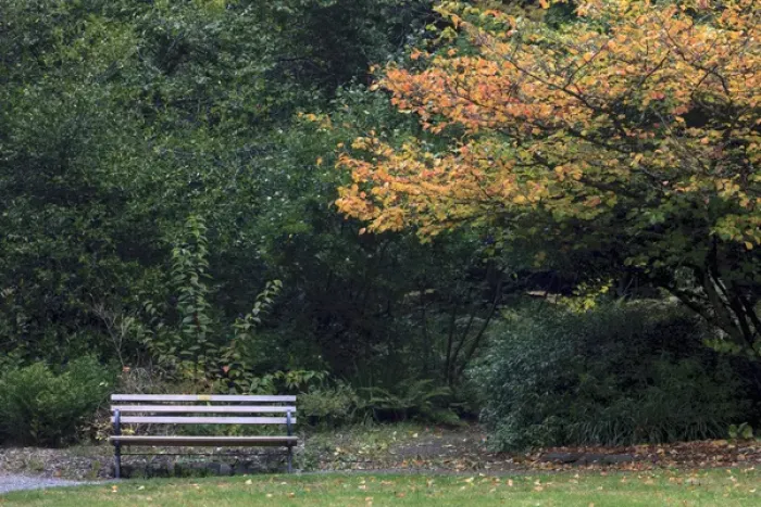 Framed Print : Bench. Fall colors Seattle Arboretum. Washington Framed Print : Bench. Fall colors Seattle Arboretum. Washington
