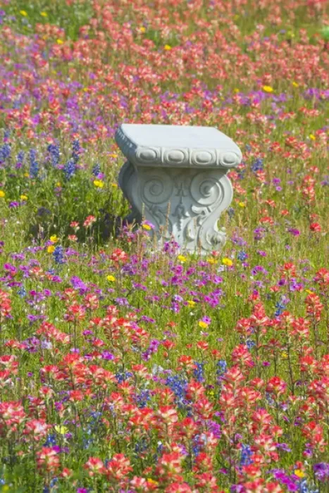 Framed Print : Bench in Grave Yard near Nixon Texas surrounded by wildflowers