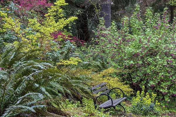 Bench with spring bloom at the Arboretum in Seattle, Washington State, USA
