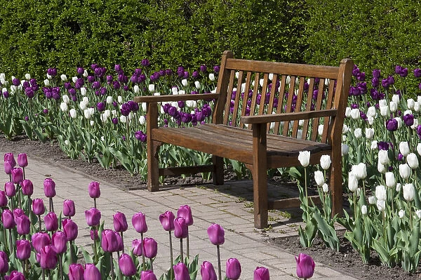 Bench in Tulips (Tulipa Negrita (purple), Inzell (White)