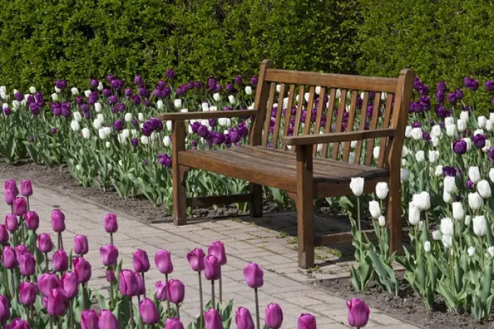 Framed Print : Bench in Tulips (Tulipa Negrita (purple), Inzell (White) Framed Print : Bench in Tulips (Tulipa Negrita (purple), Inzell (White)