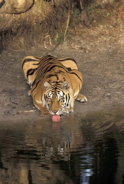 Bengal Tiger drinking (Panthera tigris)