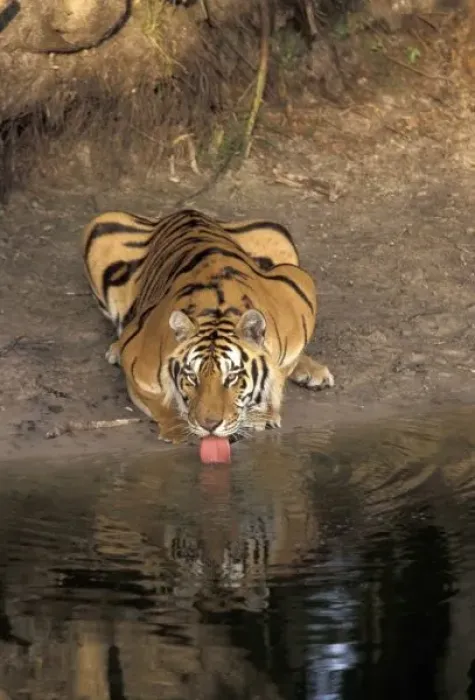 Framed Print : Bengal Tiger drinking (Panthera tigris) Framed Print : Bengal Tiger drinking (Panthera tigris)