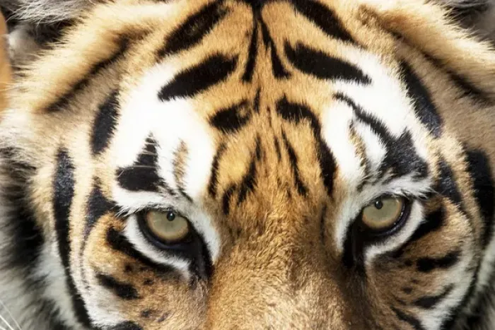 Framed Print : Bengal tiger eyes closeup Framed Print : Bengal tiger eyes closeup