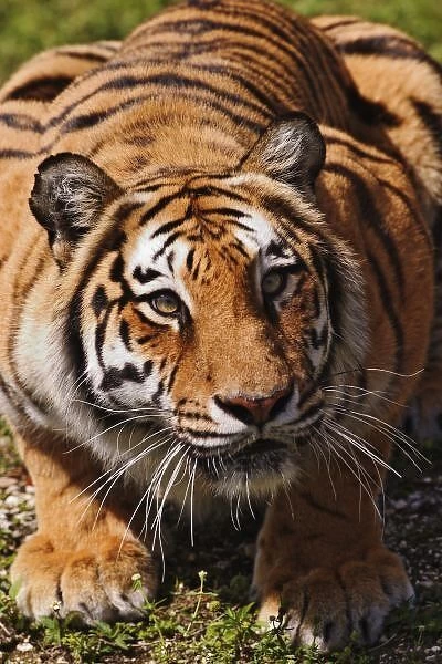 Bengal Tiger, Panthera