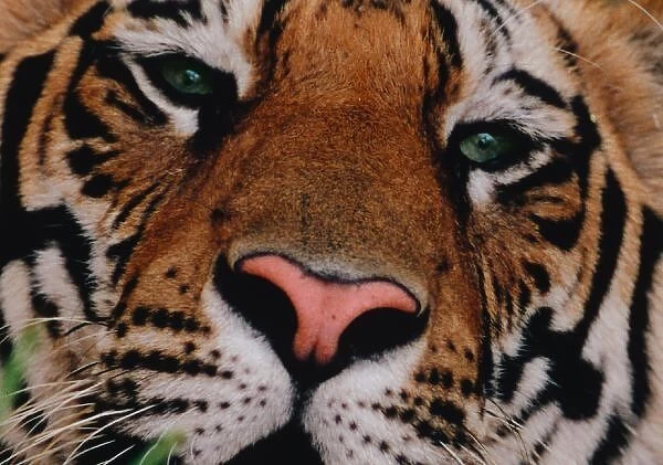 Bengal Tiger, Panthera tigris, Bandhavgarh Nat l Park, Khajuraho, Pradesh, India