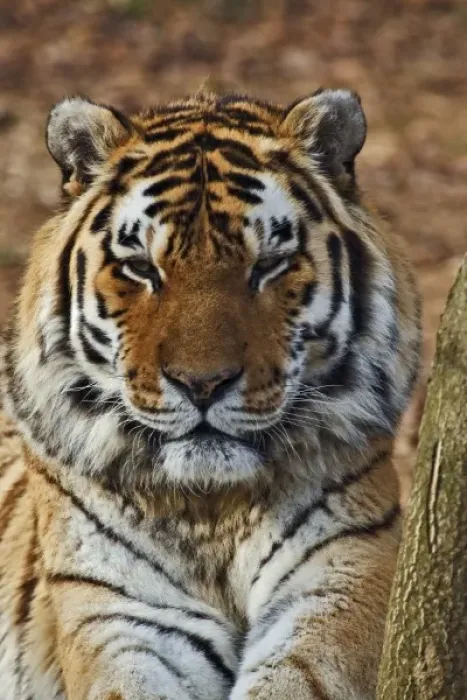 Framed Print : Bengal Tiger, Panthera tigris, Louisville Zoo, Louisville, Kentucky Framed Print : Bengal Tiger, Panthera tigris, Louisville Zoo, Louisville, Kentucky